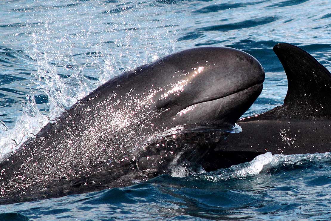 hawai-i-s-unique-blackfish-false-killer-whales-huffpost